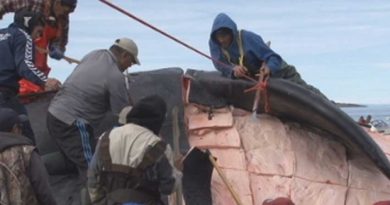 Iqaluit hunters cut up a bowhead whale in 2011. A new study of Nunavut's food security problems is calling for increased support for the territory's hunters and fishers. (CBC.ca)