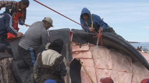 Iqaluit hunters cut up a bowhead whale in 2011. A new study of Nunavut's food security problems is calling for increased support for the territory's hunters and fishers. (CBC.ca)