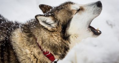 They won't be breaking any speed records, but a handful of Iditarod mushers keep coming back to Siberian huskies, the loyal, hardworking, sturdy breed that for decades has defined dog mushing in the North. (Loren Holmes / Alaska Dispatch)