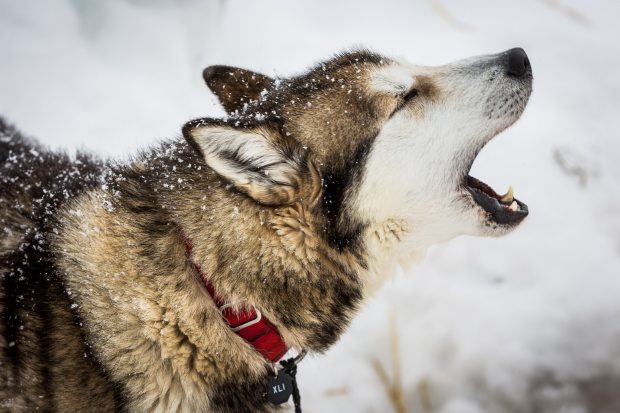 They won't be breaking any speed records, but a handful of Iditarod mushers keep coming back to Siberian huskies, the loyal, hardworking, sturdy breed that for decades has defined dog mushing in the North. (Loren Holmes / Alaska Dispatch)