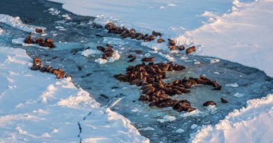 Walrus hauled on on sea ice near King Island in Alaska. (Loren Holmes / Alaska Dispatch)