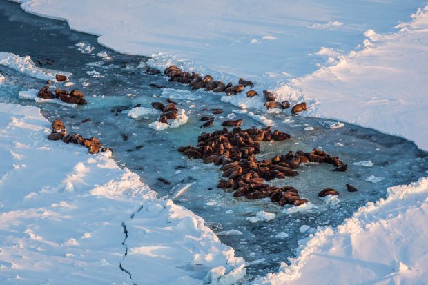 Walrus hauled on on sea ice near King Island in Alaska. (Loren Holmes / Alaska Dispatch)