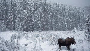 A Yukon biologist says a recent warm spell has created a hard crust of ice in the southern territory which could cause problems for moose and caribou. (CBC)