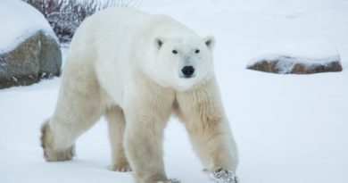 In an effort to bring awareness to climate change, conservation group Polar Bears International has teamed up with Google Street View to capture the impact on polar bears in Churchill, Man. (Google Street View)