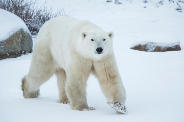 In an effort to bring awareness to climate change, conservation group Polar Bears International has teamed up with Google Street View to capture the impact on polar bears in Churchill, Man. (Google Street View)