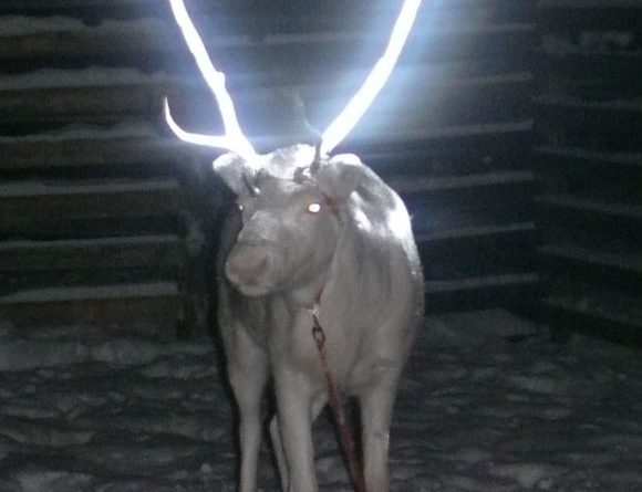 A reindeer whose antlers have been treated with a reflective spray. (Anne Ollila / BO / Yle)