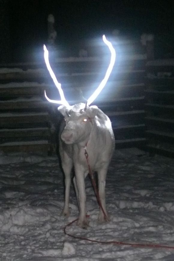 A reindeer whose antlers have been treated with a reflective spray. (Anne Ollila / BO / Yle)