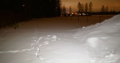 Suspected wolf tracks in Maikkula, Oulu. (Niko Mannonen / Yle)