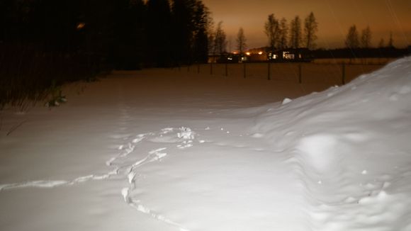 Suspected wolf tracks in Maikkula, Oulu. (Niko Mannonen / Yle)