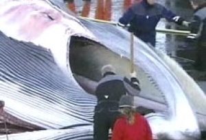 The fin whale taken in the North Atlantic is butchered. (CBC)