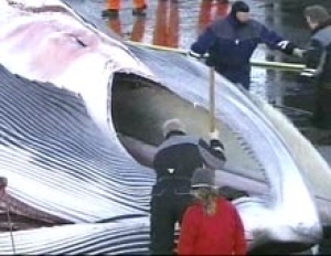 The fin whale taken in the North Atlantic is butchered. (CBC)