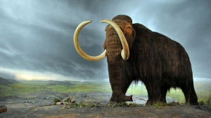 Previously, evidence from fossil pollen suggested there was grass and not much else for big mammals like woolly mammoths to eat. Scientists were puzzled about how such massive animals survived. (Flying PuffinéWikimedia Commons)