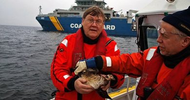 A member of the Swedish Coast Guard holds one of the oil-covered birds. (Dennis Rase/ Kustbevakningen - Swedish Coast Guard)