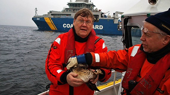 A member of the Swedish Coast Guard holds one of the oil-covered birds. (Dennis Rase/ Kustbevakningen - Swedish Coast Guard)