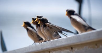 Five young barn swallows as their mother approaches with food. (iStock)