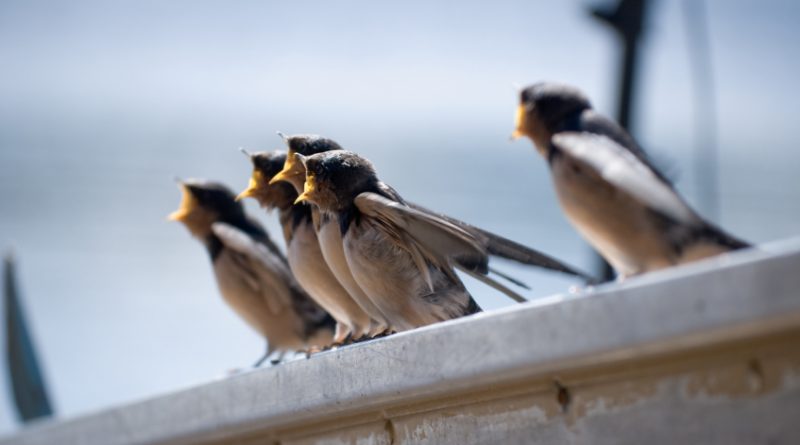 Five young barn swallows as their mother approaches with food. (iStock)