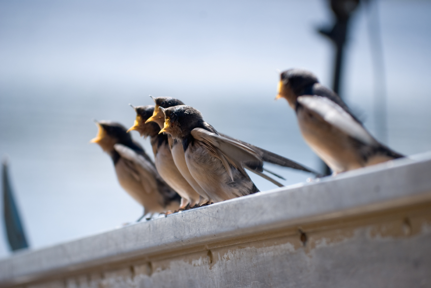 Five young barn swallows as their mother approaches with food. (iStock)