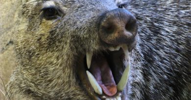 Wild boar incidents are increasing in southern Sweden. (iStock)