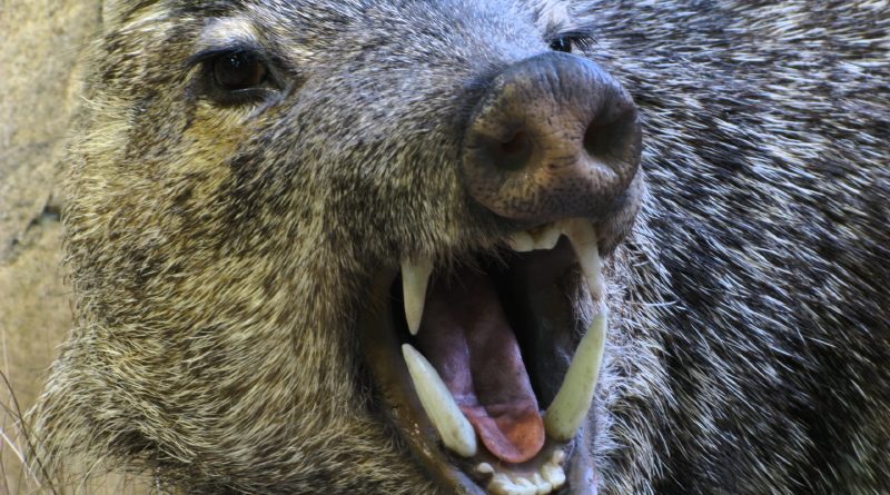 Wild boar incidents are increasing in southern Sweden. (iStock)