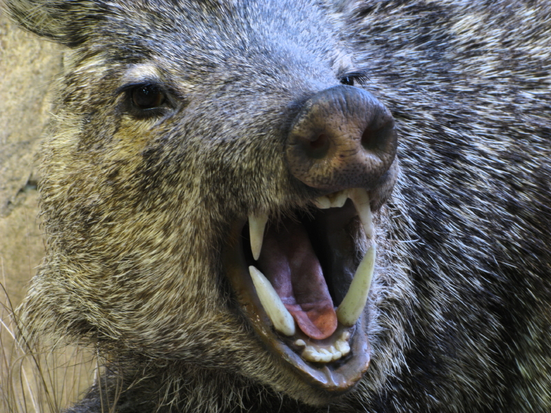 Wild boar incidents are being reported in Stockholm's northern suburbs. (iStock)
