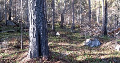 A Swedish nature reserve. (Örjan Holmberg/Swedish Radio)