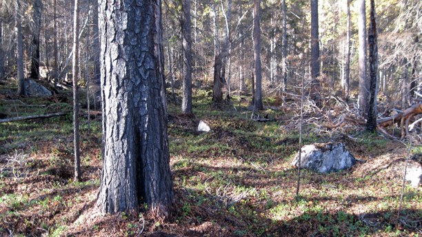 A Swedish nature reserve. (Örjan Holmberg/Swedish Radio)
