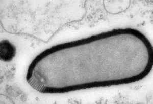 Virus géant trouvé dans du pergélisol de 30 000 ans et qui a réussi à infecter une amibe lorsque ranimé (Courtoisie: Julia Bartoli et Chantal Abergel, IGS et CNRS-AMU)