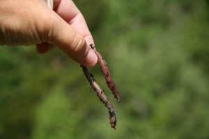 Researchers are asking for Northerners to call in any worm sightings along with photographs and locations where worms have been found. (iStock)