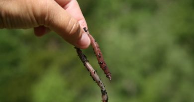 Researchers are asking for Northerners to call in any worm sightings along with photographs and locations where worms have been found. (iStock)