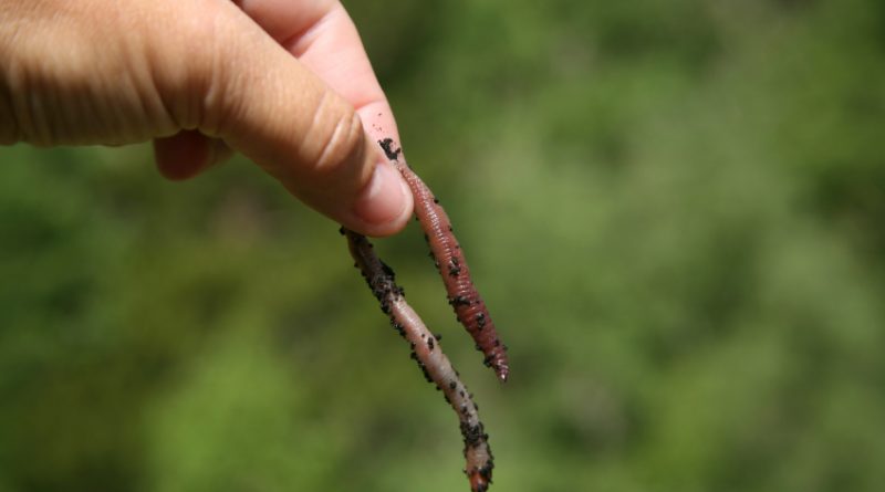 Researchers are asking for Northerners to call in any worm sightings along with photographs and locations where worms have been found. (iStock)