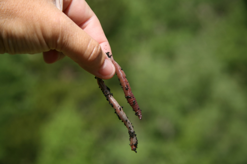 Researchers are asking for Northerners to call in any worm sightings along with photographs and locations where worms have been found. (iStock)