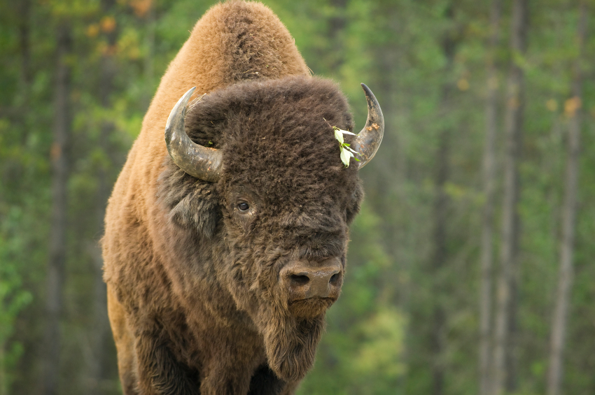 A bison in Canada's northwestern Yukon territory. (iStock)