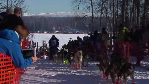 Almost 70 dogteams started in this year's Iditarod compared to 18 in the Yukon Quest. (CBC)