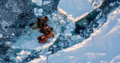 Walrus hauled out on the sea ice near King Island. The island is located in the Bering Sea, which saw significantly less sea ice form this year. March 13, 2013 (Loren Holmes / Alaska Dispatch)