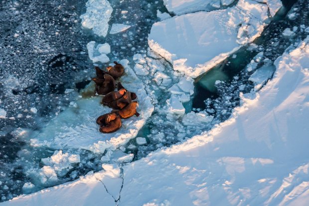 Walrus hauled out on the sea ice near King Island. The island is located in the Bering Sea, which saw significantly less sea ice form this year. March 13, 2013 (Loren Holmes / Alaska Dispatch)