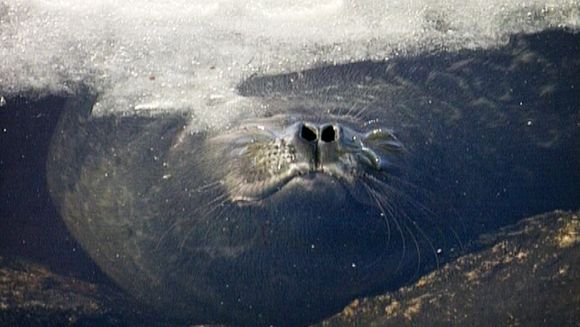 The Saimaa ringed seal is extremely endangered. (Yle)