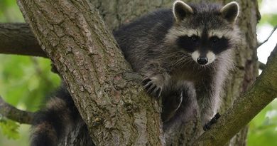 More masked bandits on the way? (AFP)