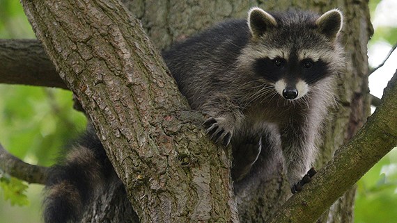 More masked bandits on the way? (AFP)