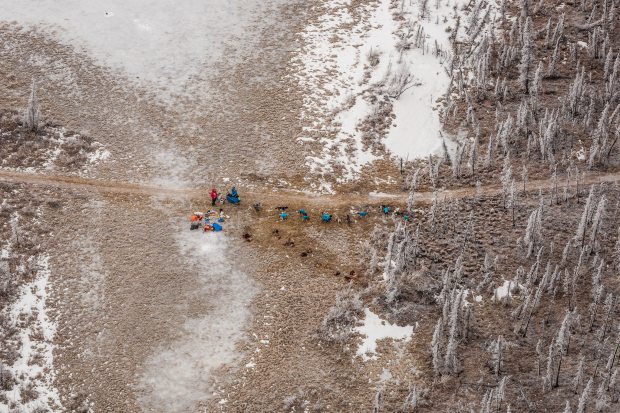 Musher Jake Berkowitz, in red, stopped in the Farewell Burn between Rohn and Nikolai during this year's Iditarod. March 4, 2014. (Loren Holmes / Alaska Dispatch)