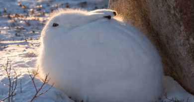 An Arctic hare in Churchill, Manitoba, Canada. (iStock)