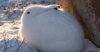 An Arctic hare in Churchill, Manitoba, Canada. (iStock)