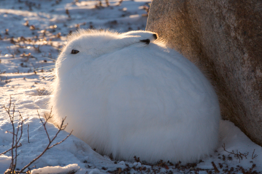 In honour of the upcoming Easter weekend, an Arctic hare in Churchill, Manitoba, Canada. (iStock)
