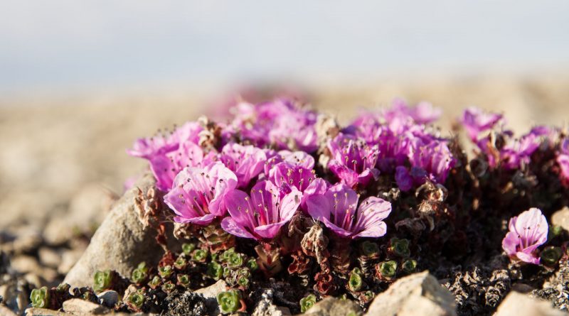 Purple saxifrage struggles to flower between the rocks. (Katriina O’Kane / Canadian Polar Commission)