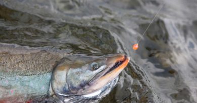 An Arctic char in Alaska, one of the fish species researched in a new study looking at contaminants. (iStock)