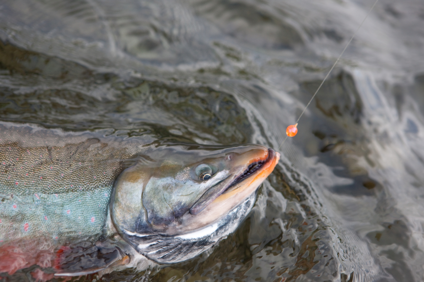 An Arctic char in Alaska, one of the fish species researched in a new study looking at contaminants. (iStock)
