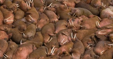 Walruses sunbathing together on the beaches of Round Island, Walrus Islands State Game Sanctuary in Bristol Bay, Alaska, USA. (iStock)