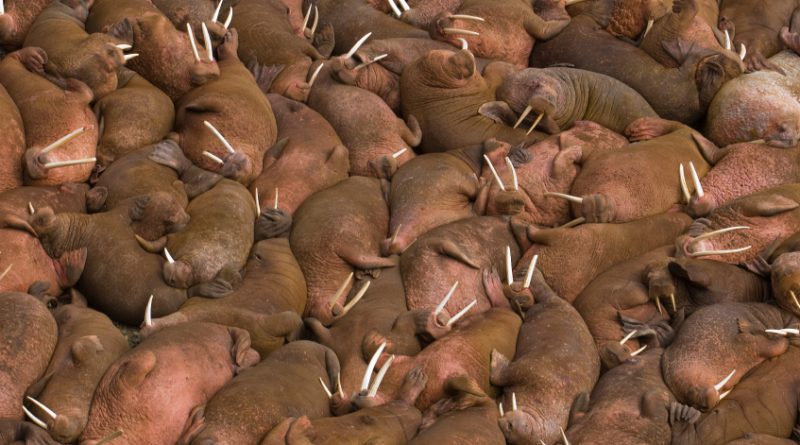 Walruses sunbathing together on the beaches of Round Island, Walrus Islands State Game Sanctuary in Bristol Bay, Alaska, USA. (iStock)