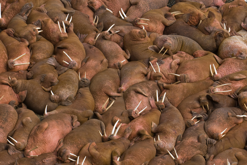 Walruses sunbathing together on the beaches of Round Island, Walrus Islands State Game Sanctuary in Bristol Bay, Alaska, USA. (iStock)
