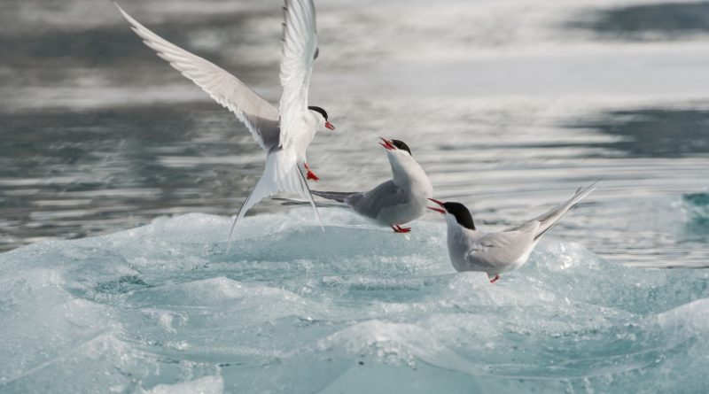 Arctic tern (pictured here in the Norwegian Arctic) are among the 27 species of birds studied by researchers who say the Arctic is not big enough for both birds and increased shipping traffic. (iStock)