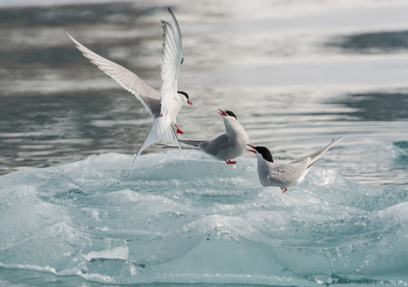  Arctic tern (pictured here in the Norwegian Arctic) are among the 27 species of birds studied by researchers who say the Arctic is not big enough for both birds and increased shipping traffic. (iStock)